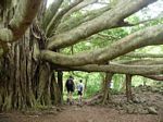 Pipiai Trail - Banyan Tree

